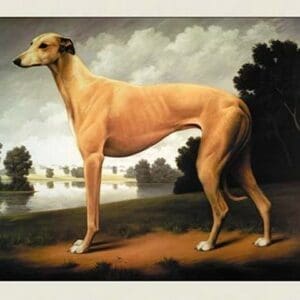 Greyhound on a Parkland Landscape by Christine Merrill - Art Print