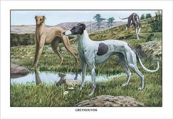 Greyhounds by Louis Agassil Fuertes - Art Print