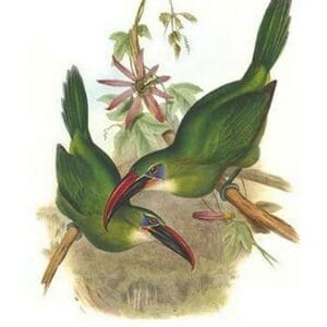 Groove Billed Toucanet by John Gould - Art Print