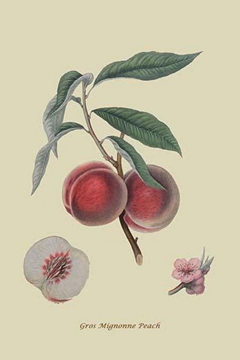 Gros Mignonne Peach by William Hooker #2 - Art Print