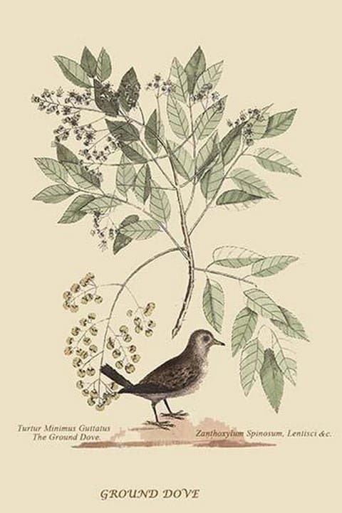 Ground Dove by Mark Catesby #2 - Art Print