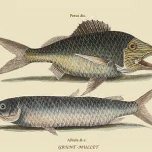 Grunt - Mullet by Mark Catesby #2 - Art Print