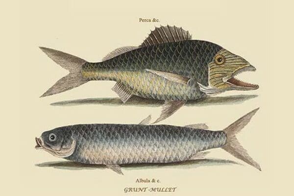 Grunt - Mullet by Mark Catesby #2 - Art Print