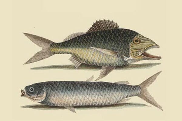 Grunt - Mullet by Mark Catesby - Art Print