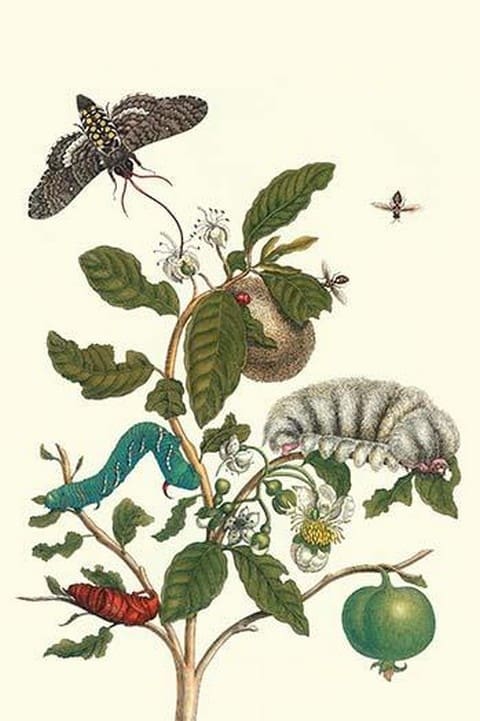 Guava & Tobacco Hornworm and a Podalia Moth by Maria Sibylla Merian - Art Print