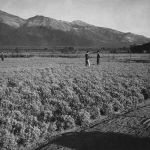 Guayule Field by Ansel Adams - Art Print