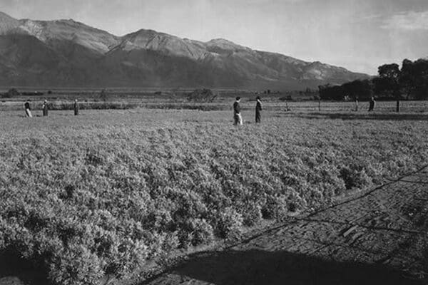 Guayule Field by Ansel Adams - Art Print