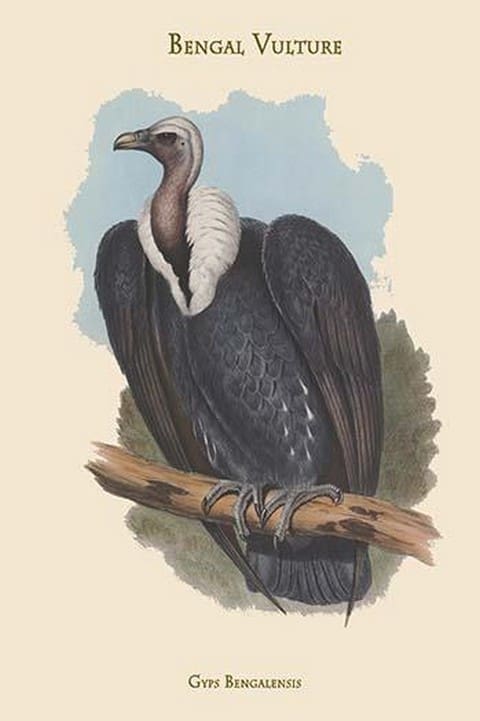 Gyps Bengalensis - Bengal Vulture by John Gould - Art Print