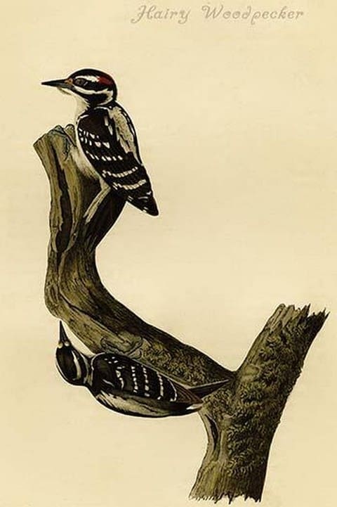 Hairy Woodpecker by John James Audubon - Art Print