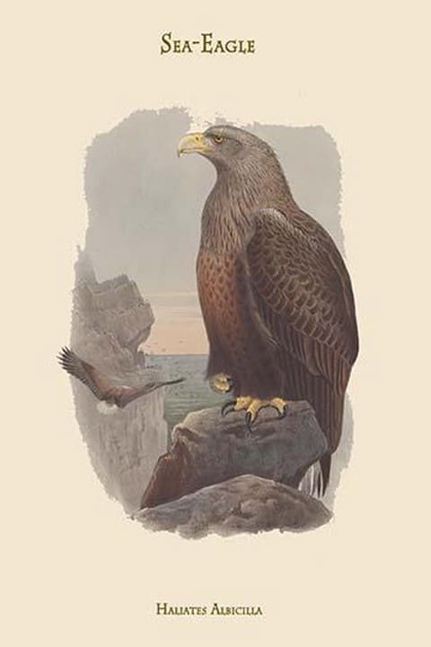 Haliates Albicilla - Sea-Eagle by John Gould - Art Print