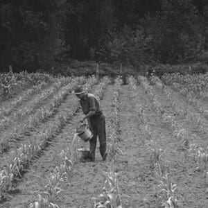 Hand irrigation on small rented subsistence farm. by Dorothea Lange - Art Print