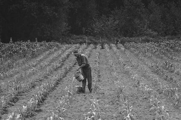 Hand irrigation on small rented subsistence farm. by Dorothea Lange - Art Print