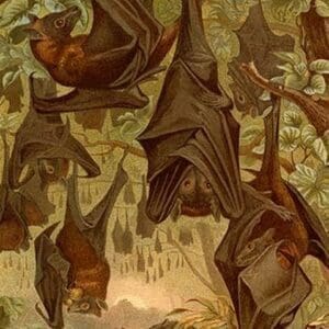 Hanging Bats by Friedrich Wilhelm Kuhnert - Art Print