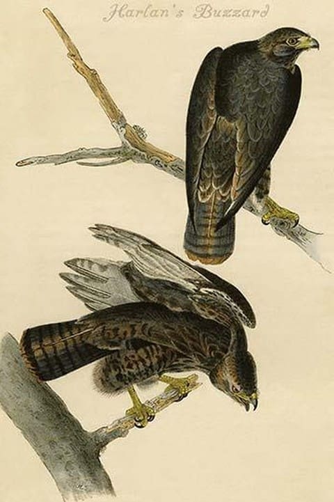 Harlan's Buzzard by John James Audubon - Art Print