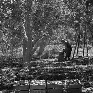 Harvesting Pears by Dorothea Lange #2 - Art Print