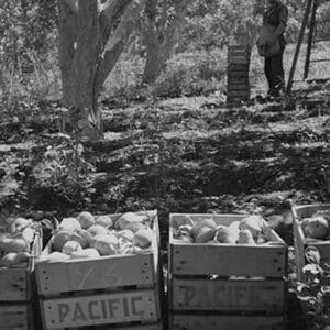 Harvesting Pears by Dorothea Lange - Art Print