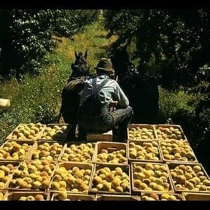 Hauling Crates of Peaches by Russell Lee - Art Print