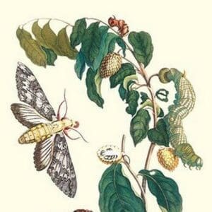 Hawkmoth on a Sugar Apple by Maria Sibylla Merian - Art Print