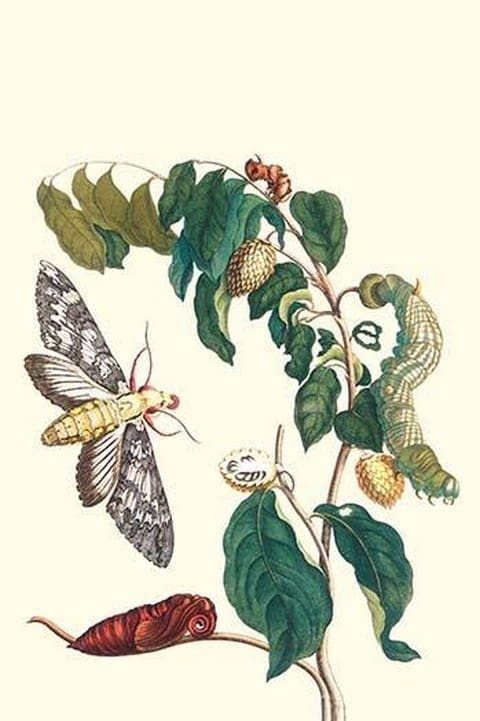 Hawkmoth on a Sugar Apple by Maria Sibylla Merian - Art Print