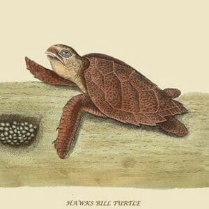 Hawks Bill Turtle by Mark Catesby #2 - Art Print