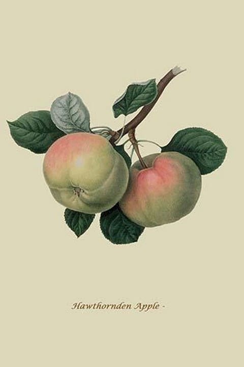 Hawthornden Apple - by William Hooker #2 - Art Print