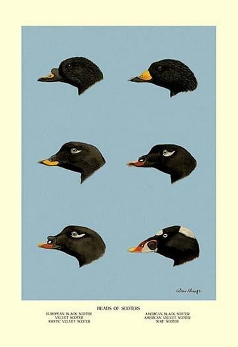 Heads of Scoters by Allan Brooks - Art Print