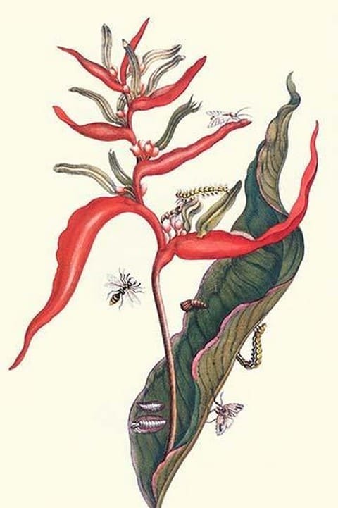 Heliconia & Potter Wasp by Maria Sibylla Merian - Art Print