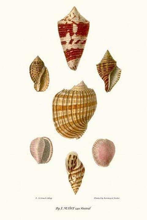 Helix Shells By John Mawe - Art Print