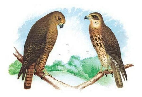 Hen Hawk and Swainson's Hawk by Theodore Jasper - Art Print