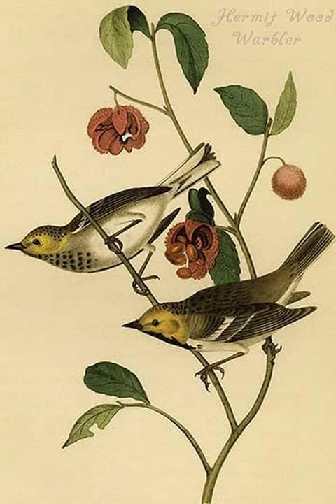 Hermit Wood Warbler by John James Audubon - Art Print