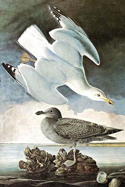 Herring Gull & Black Duck by John James Audubon - Art Print