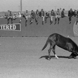 High School Horse by Russell Lee - Art Print