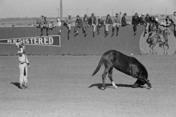 High School Horse by Russell Lee - Art Print