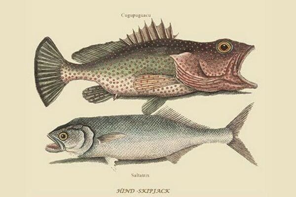 Hind & Skipjack by Mark Catesby #2 - Art Print