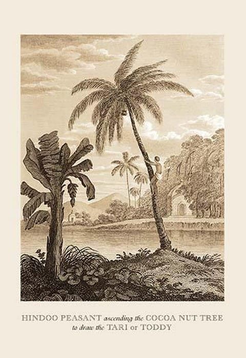 Hindu Peasant Ascending Cocoa Nut Tree by Baron de Montalemert - Art Print