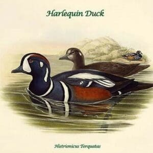 Histrionicus Torquatas - Harlequin Duck by John Gould - Art Print