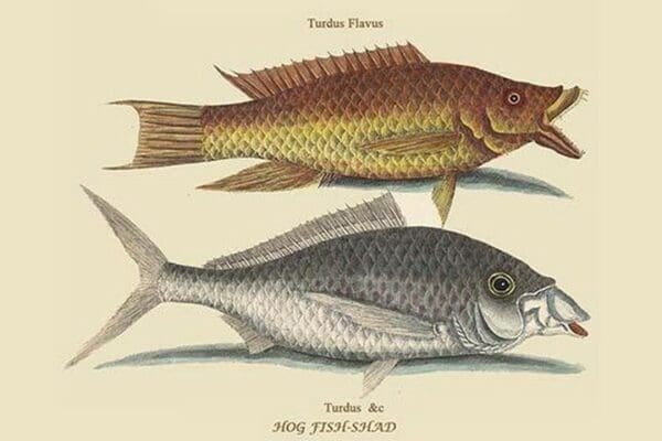 Hog Fish & Shad by Mark Catesby #2 - Art Print