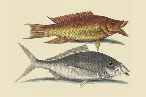 Hog Fish & Shad by Mark Catesby - Art Print