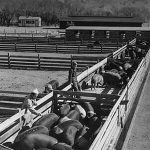 Hog farm by Ansel Adams - Art Print