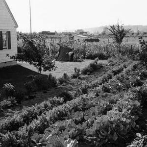 Homestead Project by Dorothea Lange - Art Print