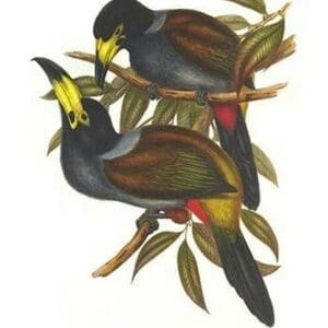 Hooded Mountain Toucan by John Gould #2 - Art Print