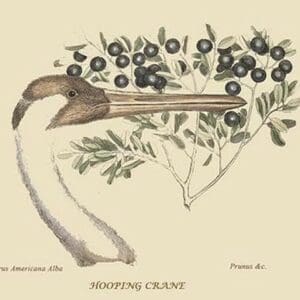 Hooping Crane by Mark Catesby #2 - Art Print