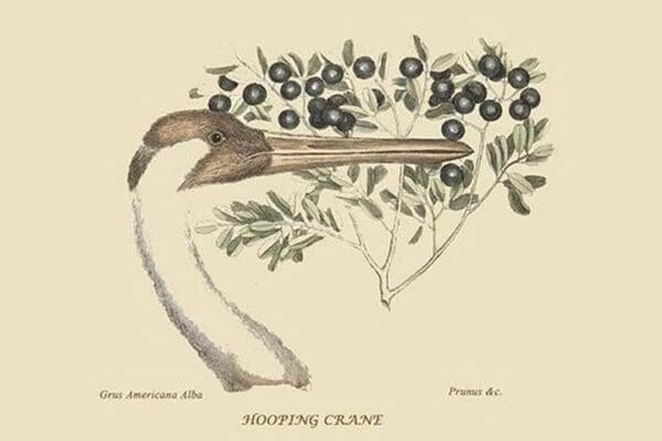 Hooping Crane by Mark Catesby #2 - Art Print