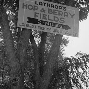 Hop & Berry Fields by Dorothea Lange - Art Print