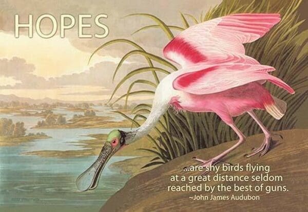 Hopes are shy birds by John James Audubon - Art Print