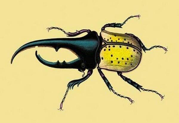 Horned Beetle #2 by Sir William Jardine - Art Print