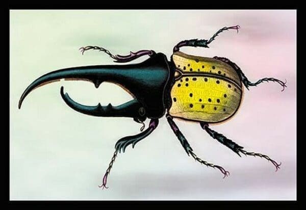 Horned Beetle by Sir William Jardine - Art Print