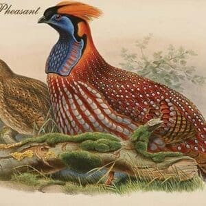 Horny Pheasant by John Gould - Art Print