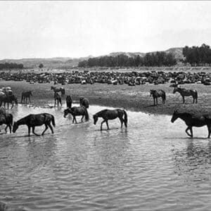 Horses crossing the river at Round-up Camp by L.A. Huffman - Art Print