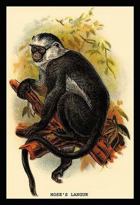 Hose's Langur by G.R. Waterhouse - Art Print